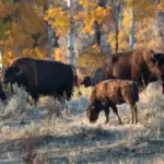 Bison herd near Elk Ranch in Grand Teton National Park