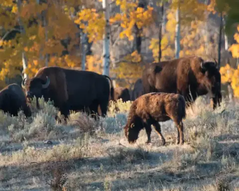 Bison herd near Elk Ranch in Grand Teton National Park