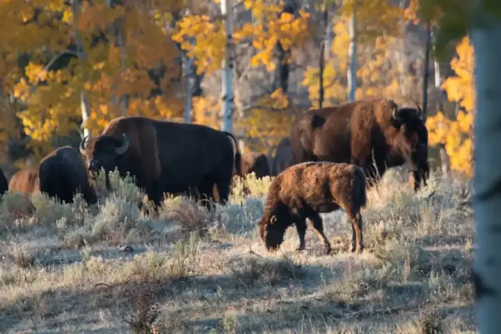 Bison herd near Elk Ranch in Grand Teton National Park