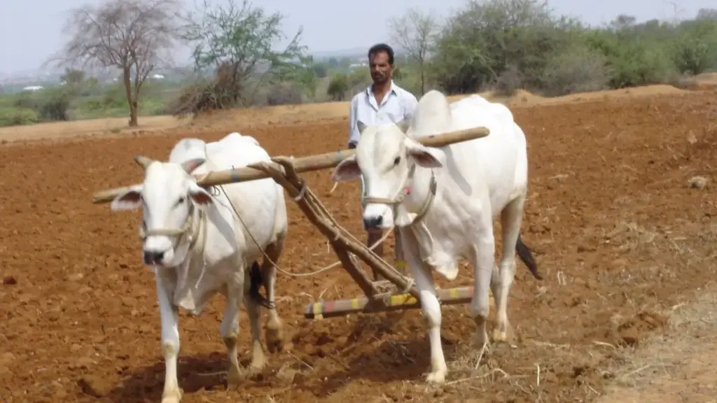 Farmer preparing a field in Mahabubnagar district, Telangana.