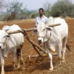 Farmer preparing a field in Mahabubnagar district, Telangana.