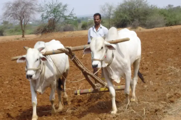 Farmer preparing a field in Mahabubnagar district, Telangana.