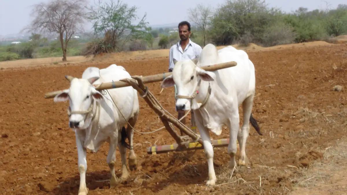 Farmer preparing a field in Mahabubnagar district, Telangana.
