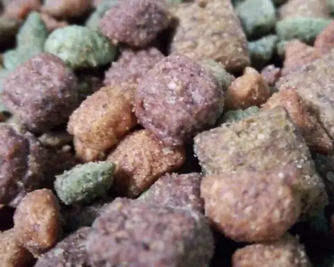 Dry cat food pieces arranged in a container for a pet food safety story