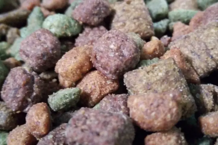 Dry cat food pieces arranged in a container for a pet food safety story