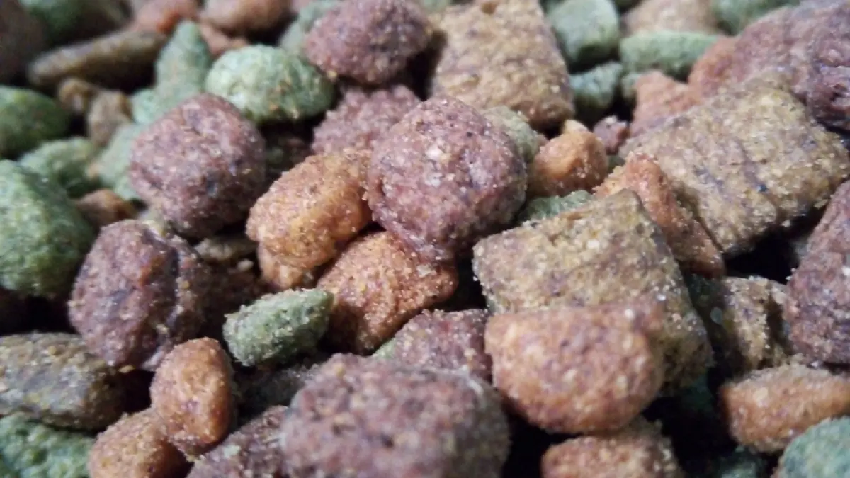 Dry cat food pieces arranged in a container for a pet food safety story