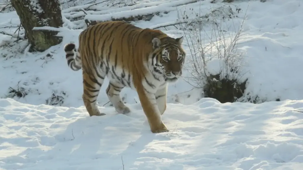 A large adult Amur tiger with orange and black striped fur resting on grassy ground within a protected wildlife enclosure.