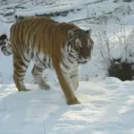 A large adult Amur tiger with orange and black striped fur resting on grassy ground within a protected wildlife enclosure.