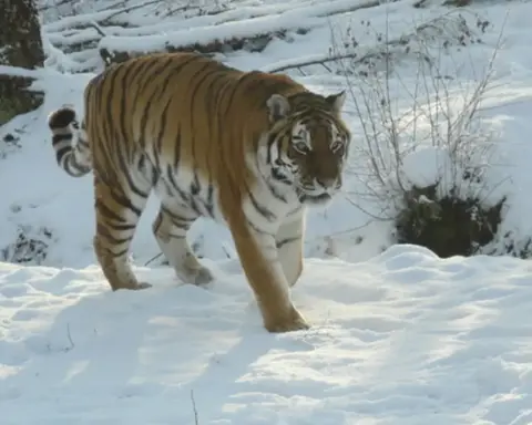 A large adult Amur tiger with orange and black striped fur resting on grassy ground within a protected wildlife enclosure.