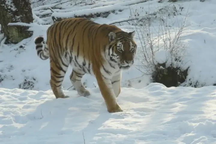 A large adult Amur tiger with orange and black striped fur resting on grassy ground within a protected wildlife enclosure.