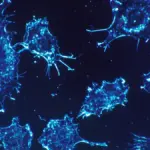 Cancer cells in tissue culture viewed under magnification