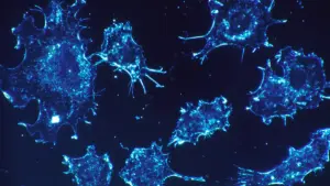 Cancer cells in tissue culture viewed under magnification
