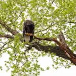 A bald eagle perched on a tree branch or in a nest