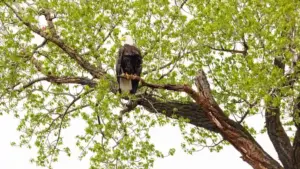 A bald eagle perched on a tree branch or in a nest