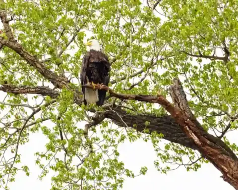 A bald eagle perched on a tree branch or in a nest