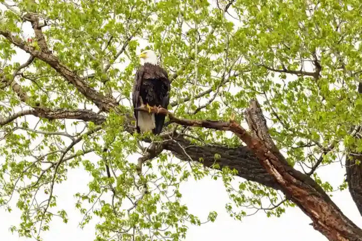 A bald eagle perched on a tree branch or in a nest