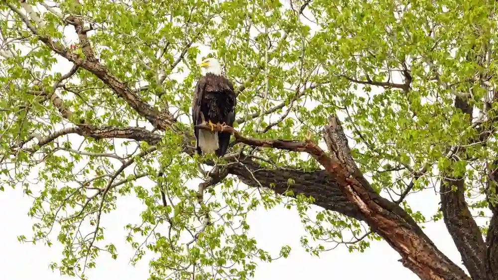 A bald eagle perched on a tree branch or in a nest