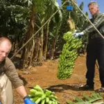 A bunch of Cavendish-type bananas