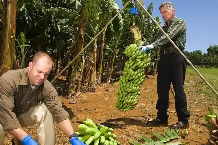 A bunch of Cavendish-type bananas