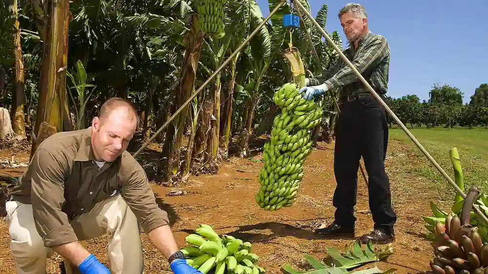 A bunch of Cavendish-type bananas