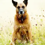 Athletic tan-and-black Belgian Malinois standing attentively outdoors.
