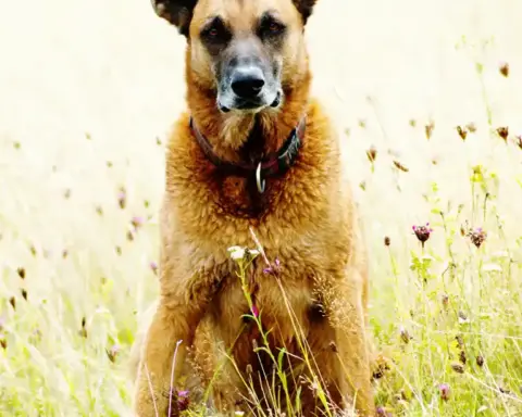 Athletic tan-and-black Belgian Malinois standing attentively outdoors.