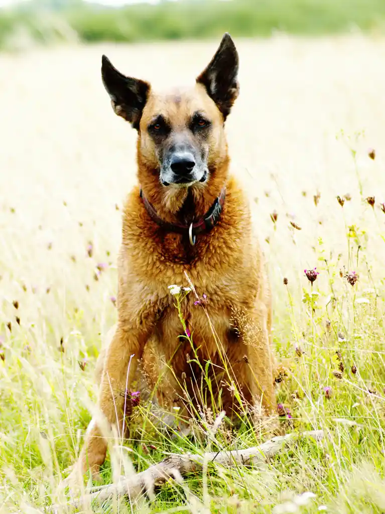 Athletic tan-and-black Belgian Malinois standing attentively outdoors.