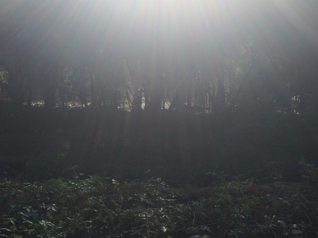 Forest landscape at Bhimashankar Wildlife Reserve, Maharashtra