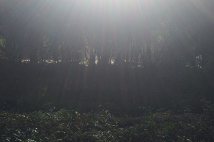 Forest landscape at Bhimashankar Wildlife Reserve, Maharashtra
