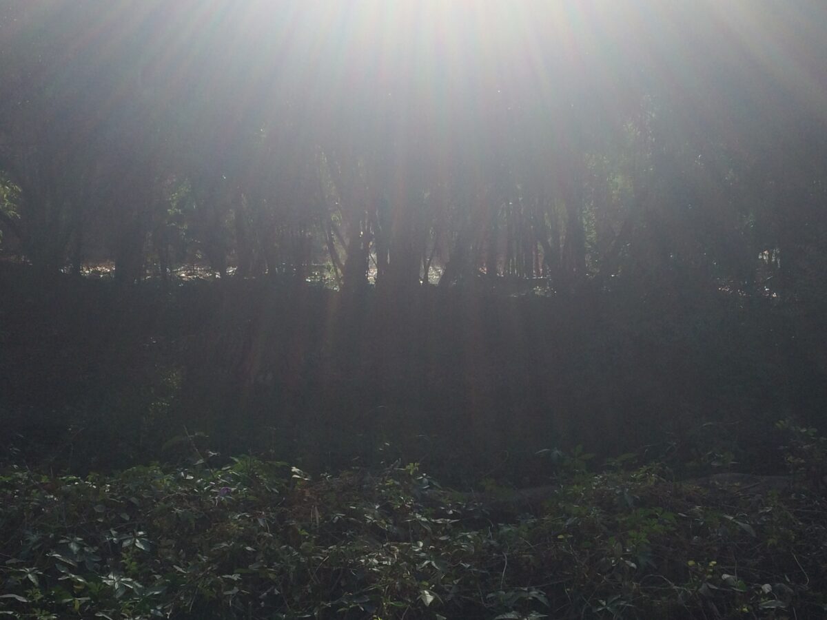 Forest landscape at Bhimashankar Wildlife Reserve, Maharashtra