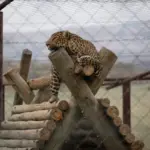 Leopard in a zoo enclosure, Beekse Bergen Safari Park