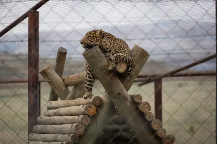 Leopard in a zoo enclosure, Beekse Bergen Safari Park