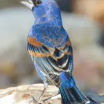 Male Blue Grosbeak perched outdoors in Freeport, Texas.