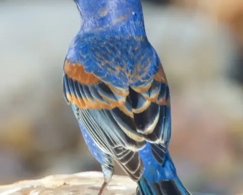 Male Blue Grosbeak perched outdoors in Freeport, Texas.