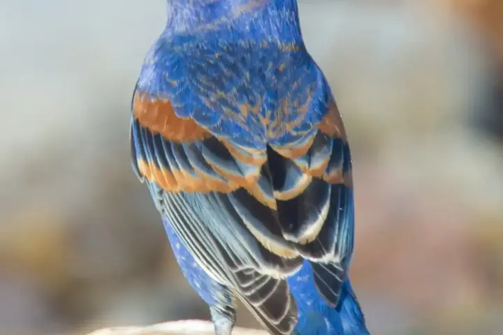 Male Blue Grosbeak perched outdoors in Freeport, Texas.