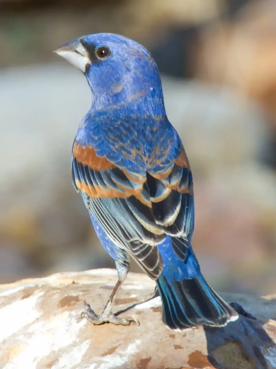 Male Blue Grosbeak perched outdoors in Freeport, Texas.