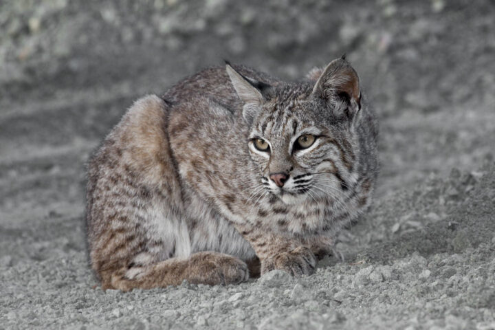 Bobcat resting at Montana de Oro State Park in California