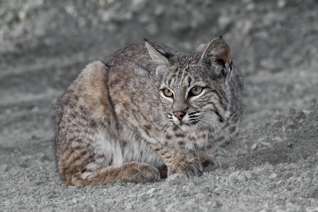 Bobcat resting at Montana de Oro State Park in California