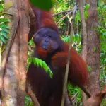 Bornean orangutan in forest habitat