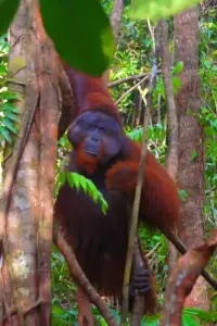 Bornean orangutan in forest habitat