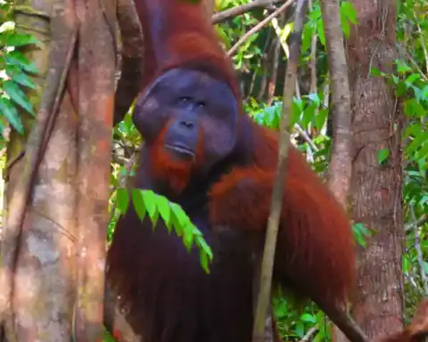 Bornean orangutan in forest habitat