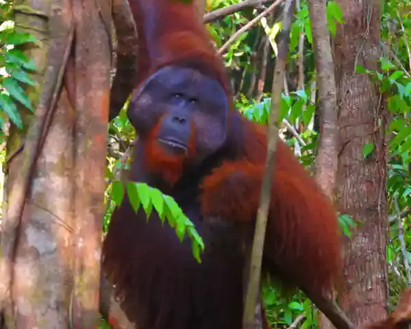 Bornean orangutan in forest habitat