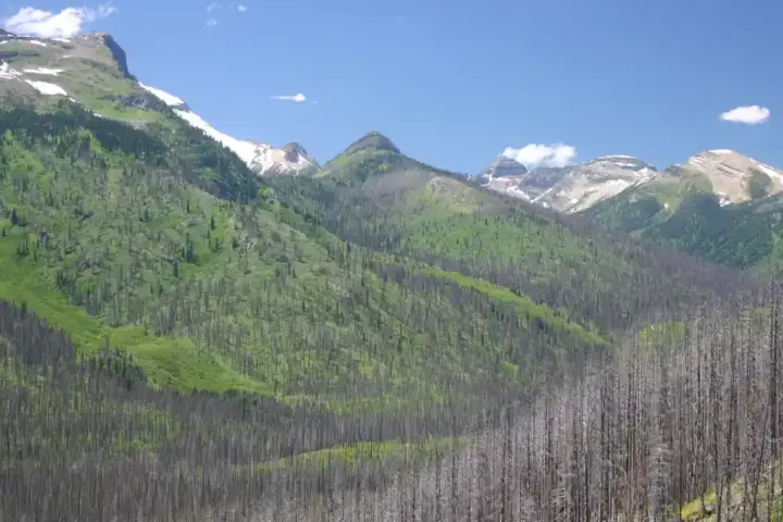 Charred tree stumps and burned forest floor in the foreground with snow-capped mountain peaks rising in the background