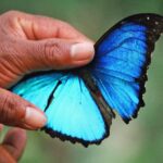 A butterfly photographed in the Amazon Basin