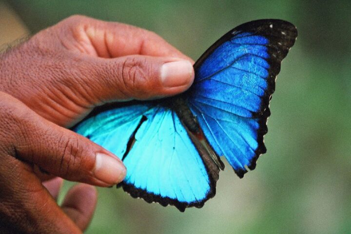 A butterfly photographed in the Amazon Basin
