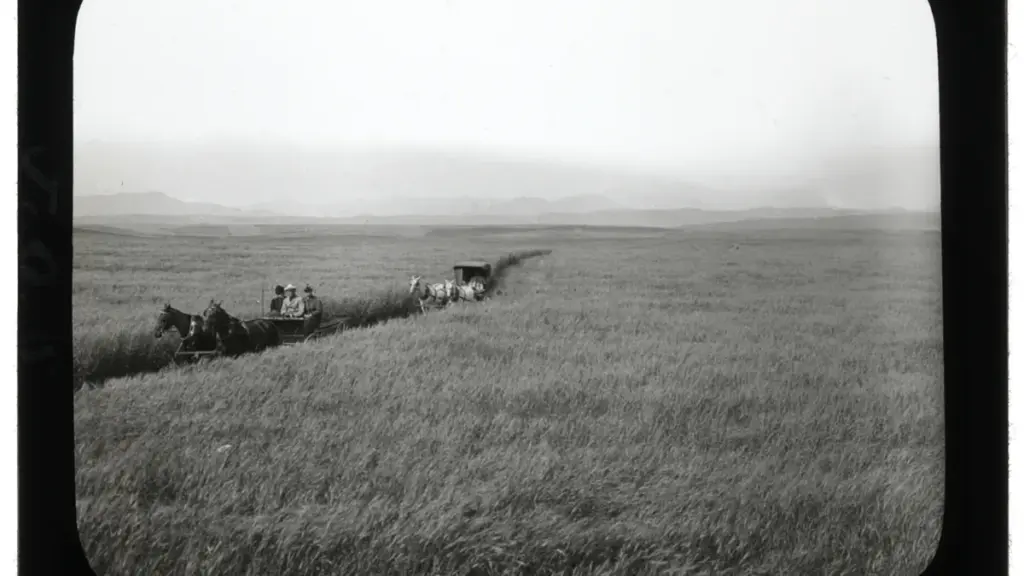 Wheat growing in Pincher Creek, Alberta, used with a Canadian food recall report