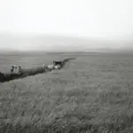 Wheat growing in Pincher Creek, Alberta, used with a Canadian food recall report