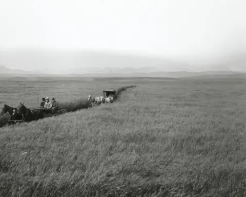 Wheat growing in Pincher Creek, Alberta, used with a Canadian food recall report