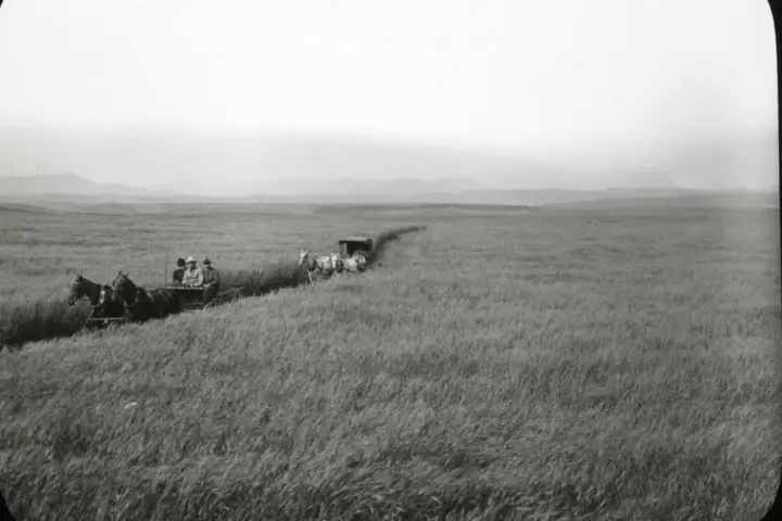 Wheat growing in Pincher Creek, Alberta, used with a Canadian food recall report