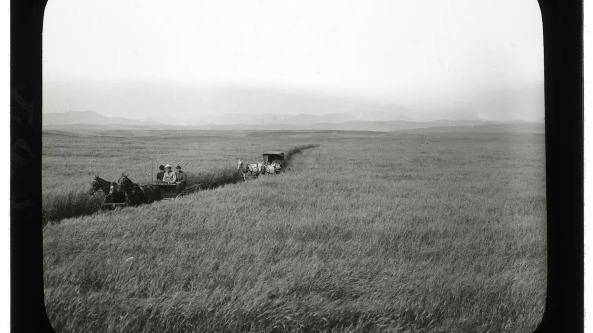 Wheat growing in Pincher Creek, Alberta, used with a Canadian food recall report
